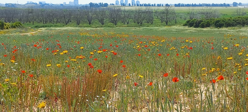 קובץ:2023-04-07T12 00 04.605272706881.jpg