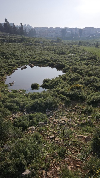 קובץ:2023-04-16T17 29 20.661510912106.jpg