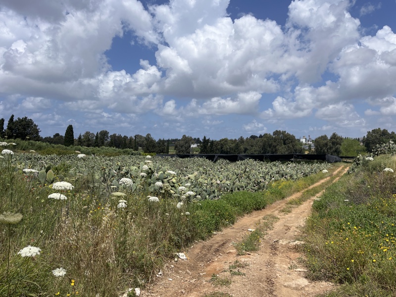 קובץ:2023-04-29T11 43 33.050762455511.jpg