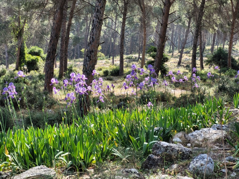 קובץ:2023-05-10T09 26 21.627880176807.jpg