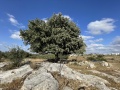 תמונה ממוזערת לגרסה מתאריך 14:28, 20 במאי 2023