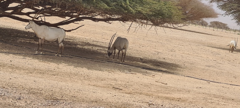 קובץ:2023-05-22T11 08 08.51044671571.jpg