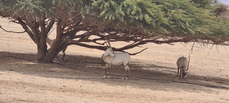 קובץ:2023-05-22T11 08 13.833460727633.jpg