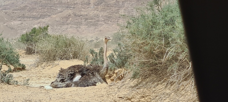 קובץ:2023-05-22T11 14 31.742590421296.jpg