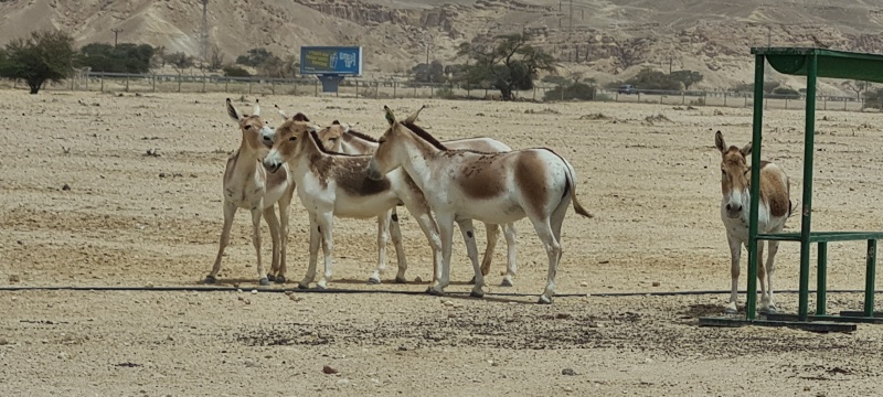 קובץ:2023-05-22T11 30 14.110281628234.jpg