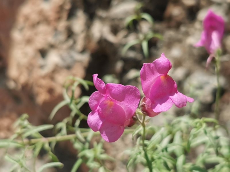 קובץ:2023-06-06T11 41 20.759669457925.jpg