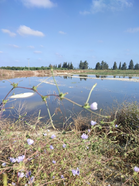 קובץ:2023-06-16T08 17 20.861326410177.jpg