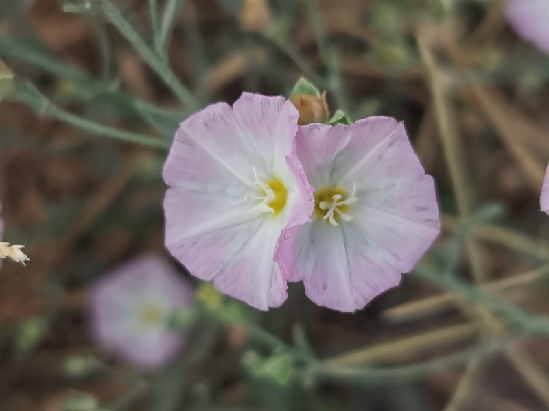 קובץ:2023-06-19T08 19 24.406733801071.jpg