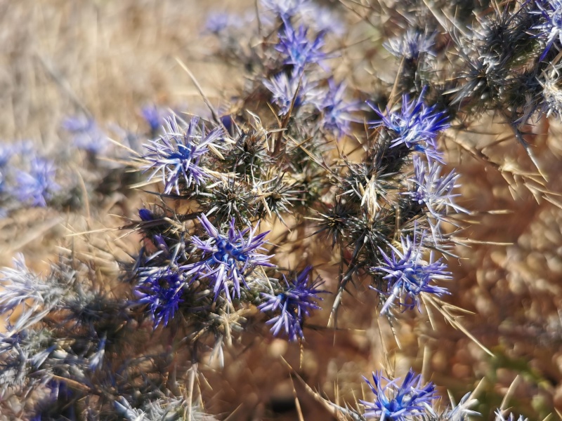 קובץ:2023-06-21T10 56 29.475402936477.jpg