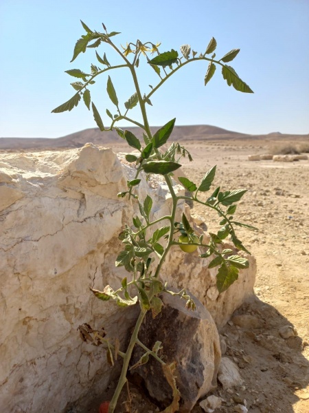 קובץ:2023-06-23T09 16 24.097284439965.jpg