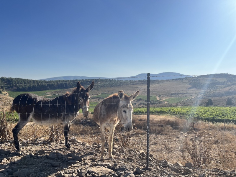 קובץ:2023-06-24T22 10 44.919654661231.jpg