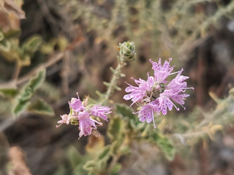 קובץ:2023-07-13T09 42 56.986701527831.jpg