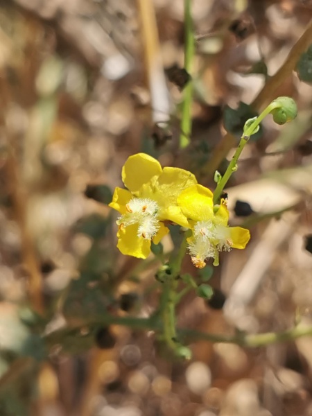 קובץ:2023-07-23T11 39 18.822541930841.jpg