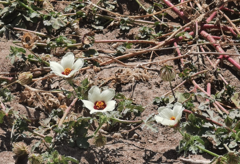 קובץ:2023-08-07T10 09 59.516764520108.jpg