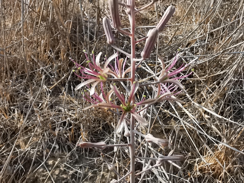 קובץ:2023-08-23T08 56 10.492960537976.jpg