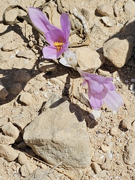 קובץ:2023-09-22T12 31 26.159736953315.jpg