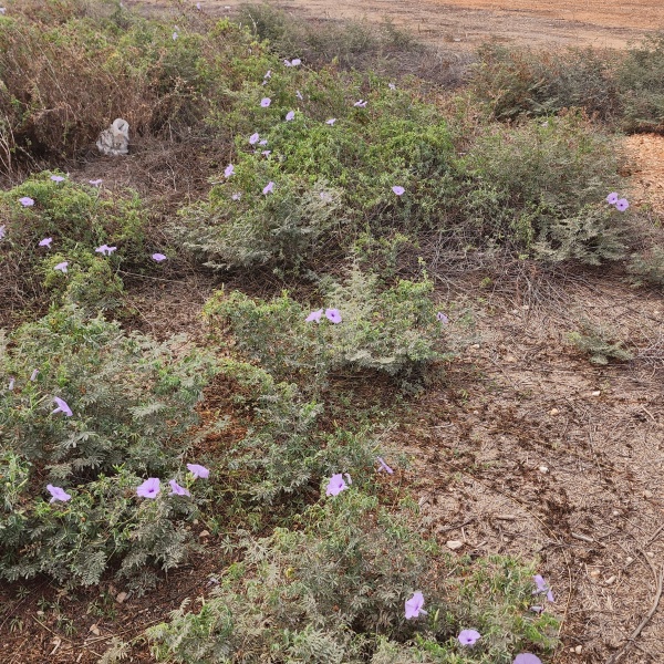 קובץ:2023-10-04T11 09 21.051256208094.jpg