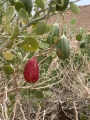 תמונה ממוזערת לגרסה מתאריך 11:54, 6 באוקטובר 2023