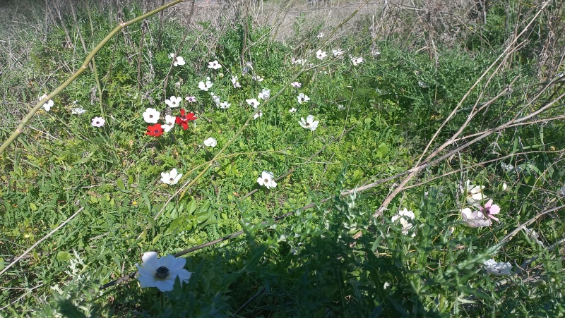 קובץ:2024-01-19T15 44 01.334309469867.jpg