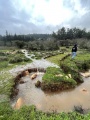 תמונה ממוזערת לגרסה מתאריך 14:07, 27 בינואר 2024