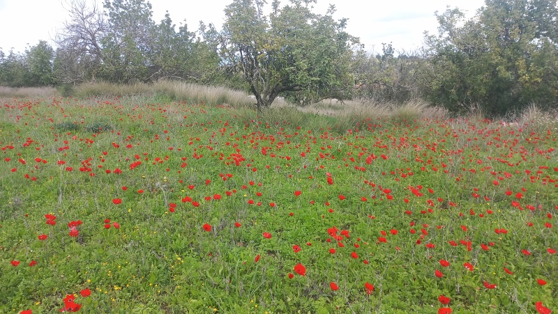 קובץ:2024-02-03T14 40 20.45741885565.jpg