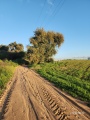 תמונה ממוזערת לגרסה מתאריך 14:43, 6 בפברואר 2024