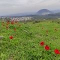 תמונה ממוזערת לגרסה מתאריך 11:29, 12 בפברואר 2024