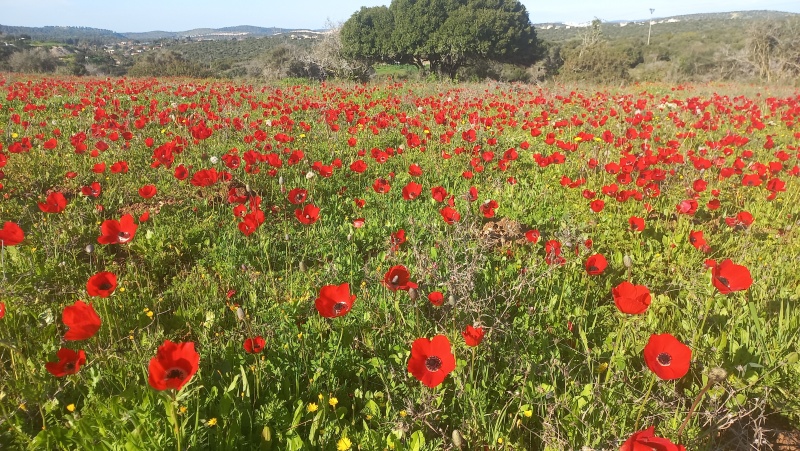 קובץ:2024-02-24T18 23 58.044231178185.jpg