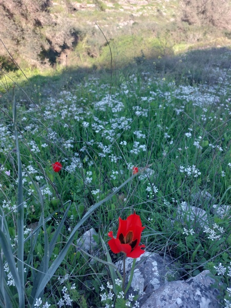 קובץ:2024-02-29T16 13 12.546256186312.jpg