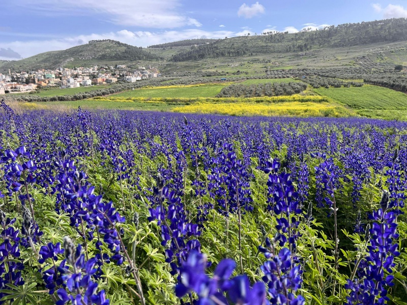 קובץ:2024-03-03T14 51 40.268737437311.jpg