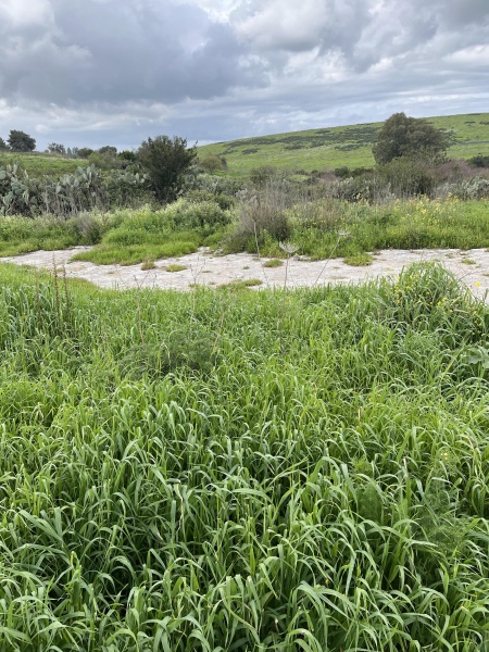 קובץ:2024-03-09T09 34 29.060290503479.jpg