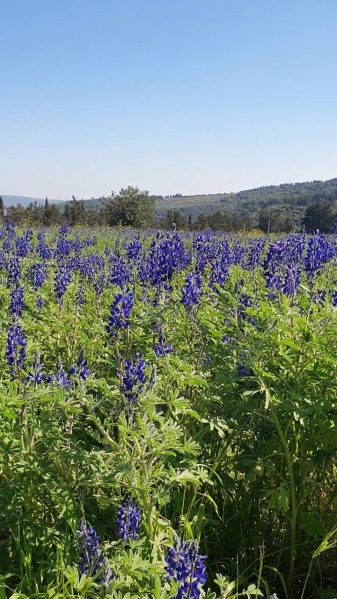 קובץ:2024-03-11T15 28 12.510808167301.jpg