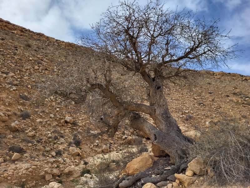 קובץ:2024-03-16T09 07 00.295417841086.jpg