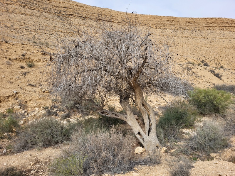 קובץ:2024-03-16T09 26 53.044792693465.jpg