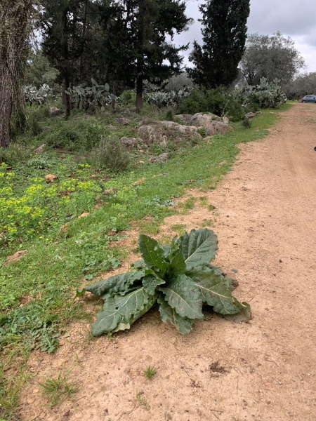 קובץ:2024-03-16T11 50 53.938733633196.jpg