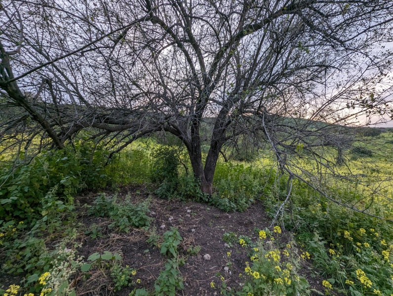 קובץ:2024-03-16T17 40 29.931858667050.jpg