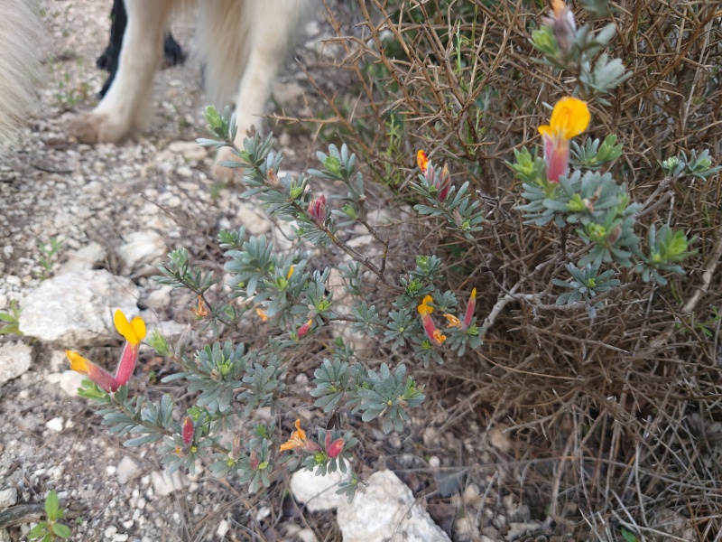 קובץ:2024-03-18T07 06 03.418491266992.jpg