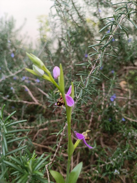 קובץ:2024-03-18T10 23 47.918920719749.jpg