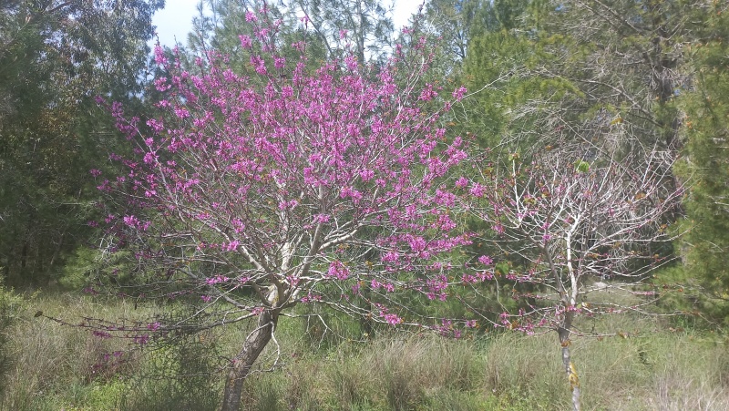 קובץ:2024-03-22T14 44 27.540833643077.jpg