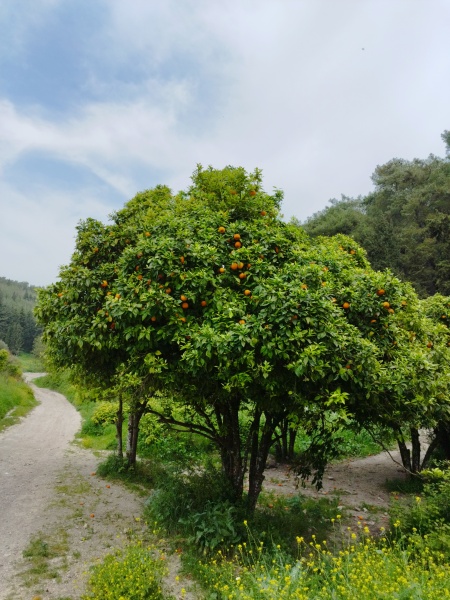 קובץ:2024-03-29T13 43 00.763571353550.jpg