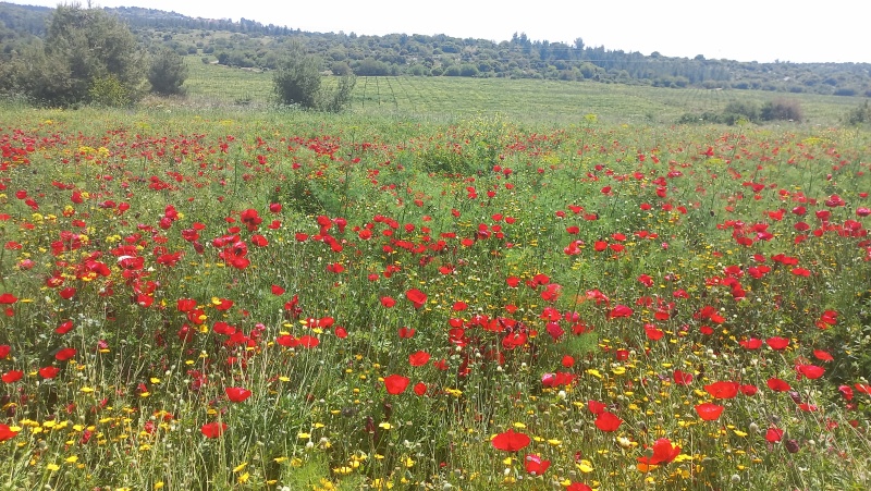 קובץ:2024-04-13T13 51 13.727119564652.jpg