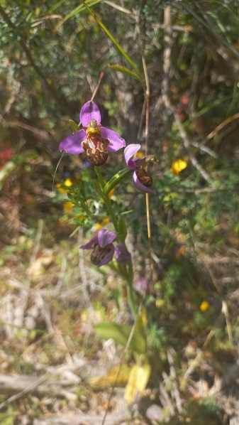 קובץ:2024-04-13T14 01 00.403380897058.jpg