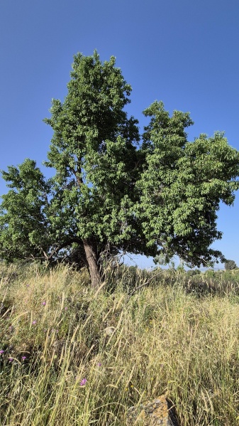 קובץ:2024-04-22T07 59 15.888597957432.jpg