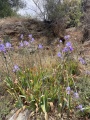 תמונה ממוזערת לגרסה מתאריך 13:30, 30 באפריל 2024