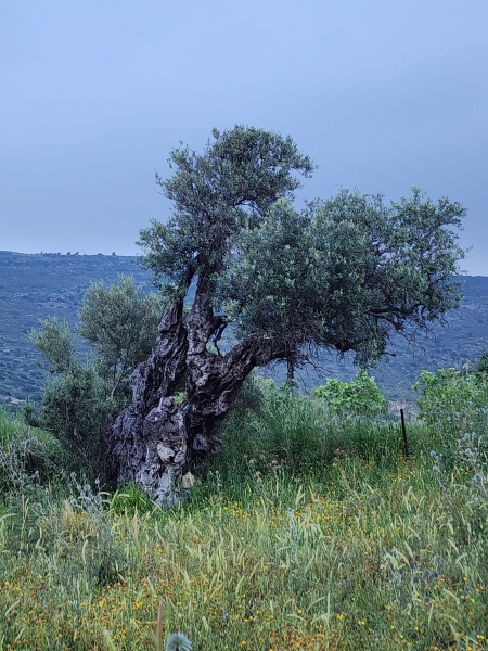 קובץ:2024-05-03T06 16 37.319712150053.jpg