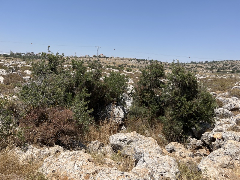 קובץ:2024-06-05T13 12 35.569621941847.jpg