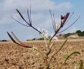 תמונה ממוזערת לגרסה מתאריך 04:42, 30 ביוני 2024