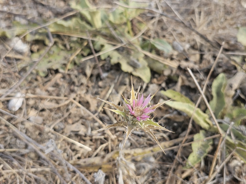 קובץ:2024-06-30T09 12 53.840463772378.jpg