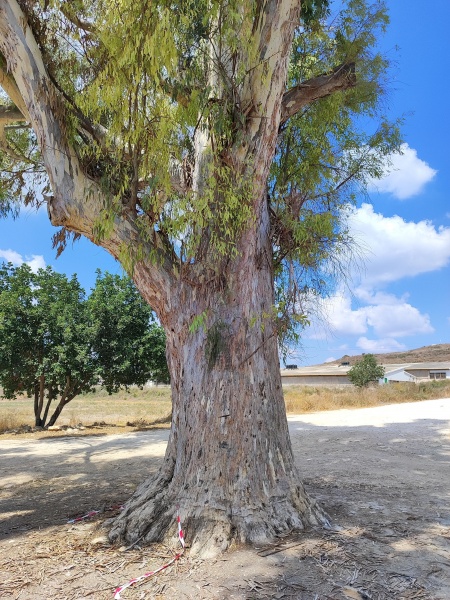 קובץ:2024-08-31T11 41 03.892703226034.jpg