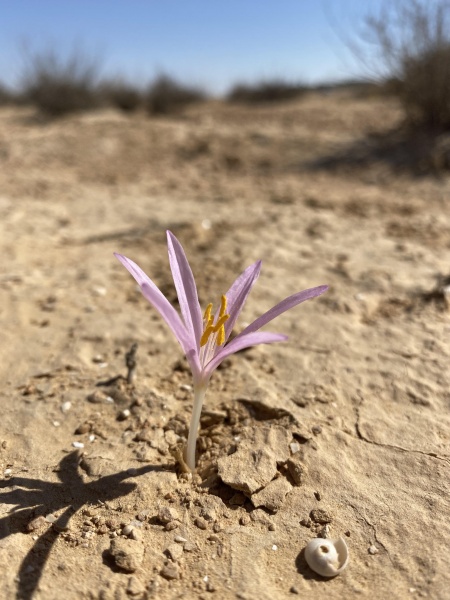 קובץ:2024-10-04T10 03 55.565172527303.jpg